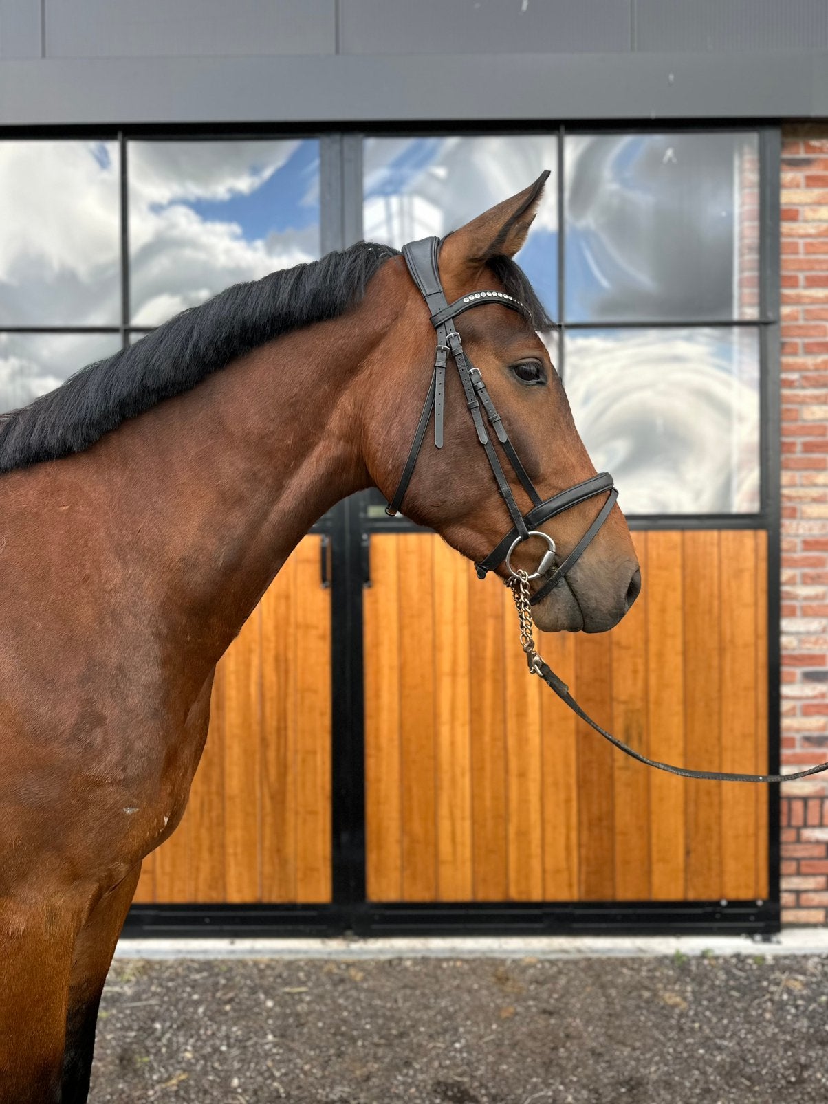 Brave 3 jarige spring gefokte ruin, Dieren en Toebehoren, Paarden, Springpaard, Met stamboom, Ruin, Zadelmak