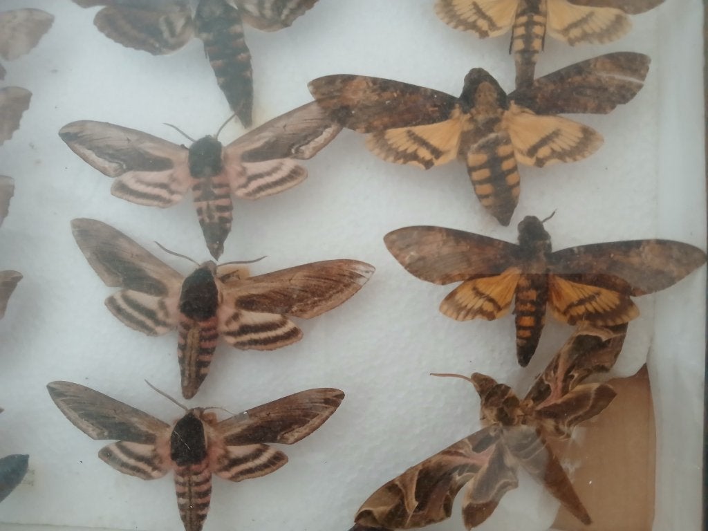 Vlinderverzameling in houten vitrine, Ophalen, Gebruikt, Insect, Opgezet dier