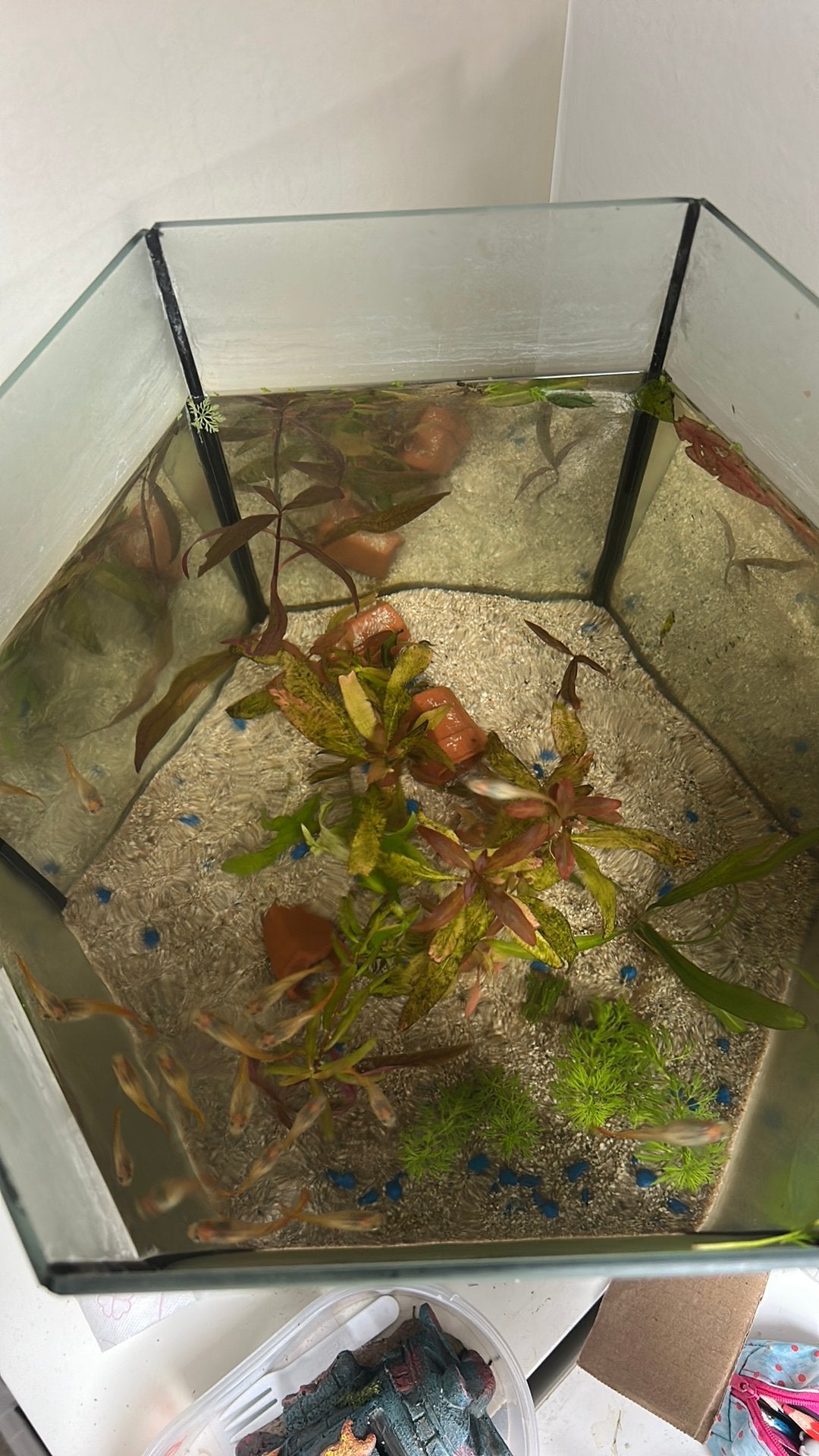 Alleen de guppies (vrouwtjes) te koop plus planten en huisje, Inclusief planten, Ophalen of Verzenden, Blue Marine, Gevuld zoetwateraquarium