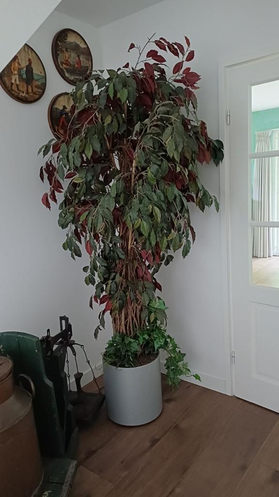 Grote kunstplant, ruim 210 cm hoog, grijze pot met wieltjes, Binnen, Onderhoudsvrij, Kunstplant, Ophalen of Verzenden