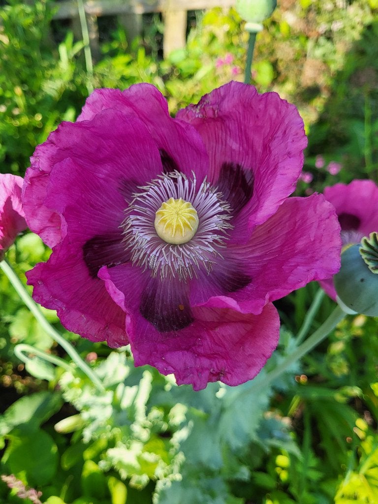 Zaden Papaver enkele paarse bloem, Ophalen of Verzenden, Volle zon