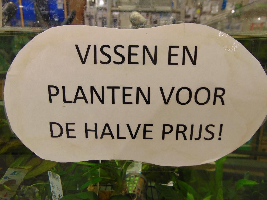 Vissen en planten halve prijs in Assen., Vis, Zoetwatervis