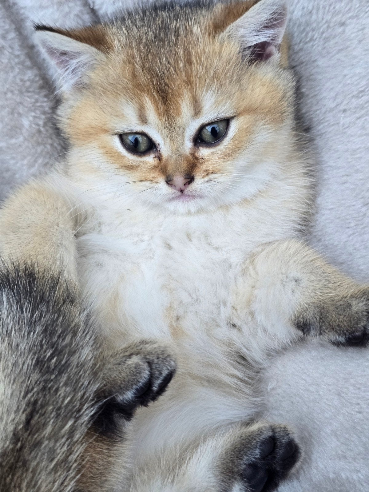 Laatste Brits Korthaar katertje - Black Golden Shaded, Meerdere dieren, Kortharig, 0 tot 2 jaar