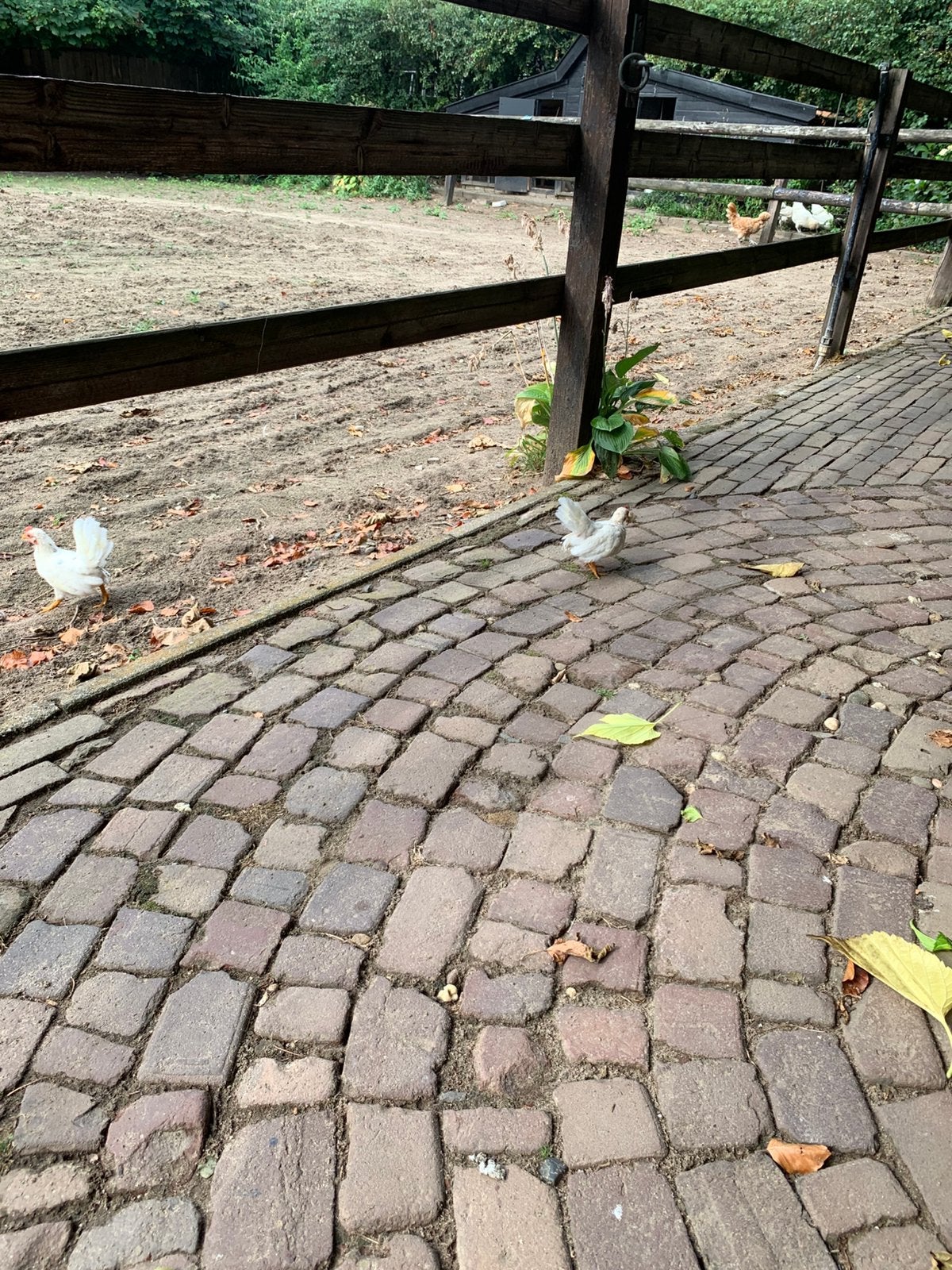 Serama kippen, Dieren en Toebehoren, Pluimvee, Mannelijk, Kip