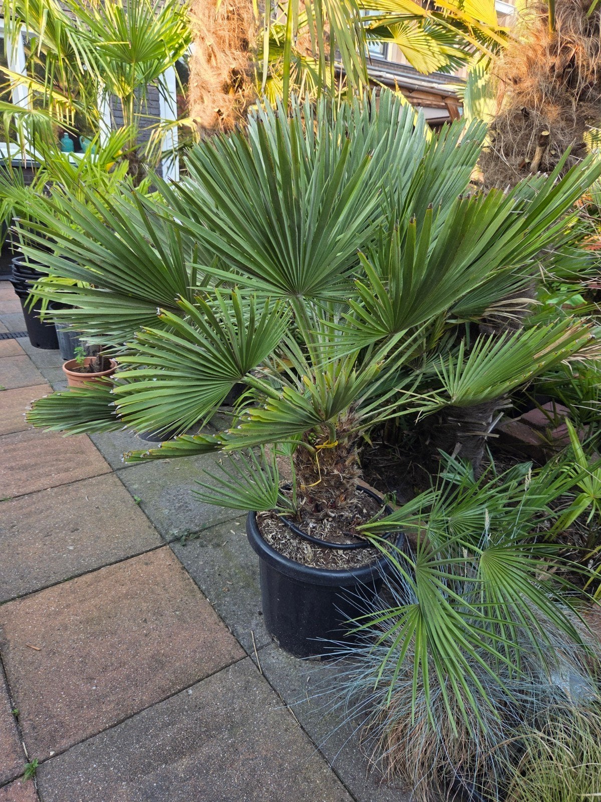 palmboom nu met korting, Ophalen of Verzenden, 100 tot 250 cm, Zomer, Palmboom