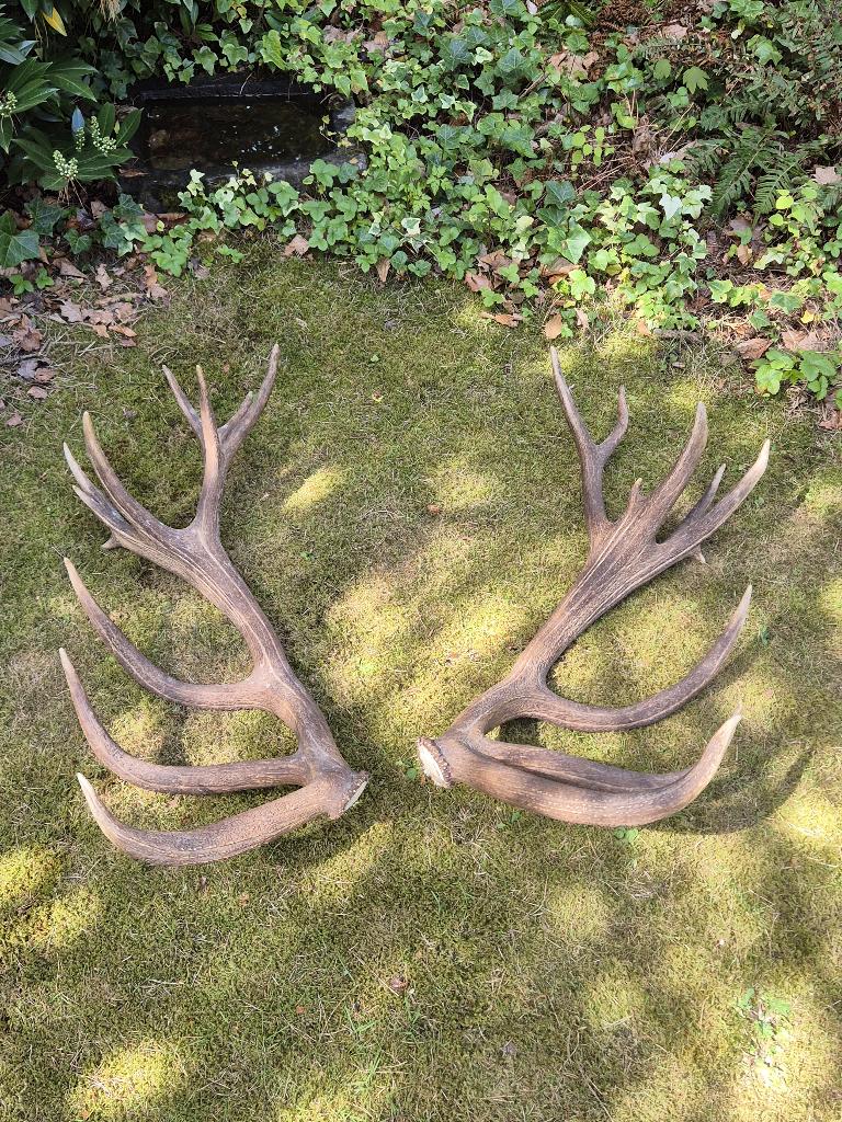 Groot edelhert gewei ongelijke 22 ender jacht mancave g92, Ophalen, Gebruikt, Hert, Gewei of Kop
