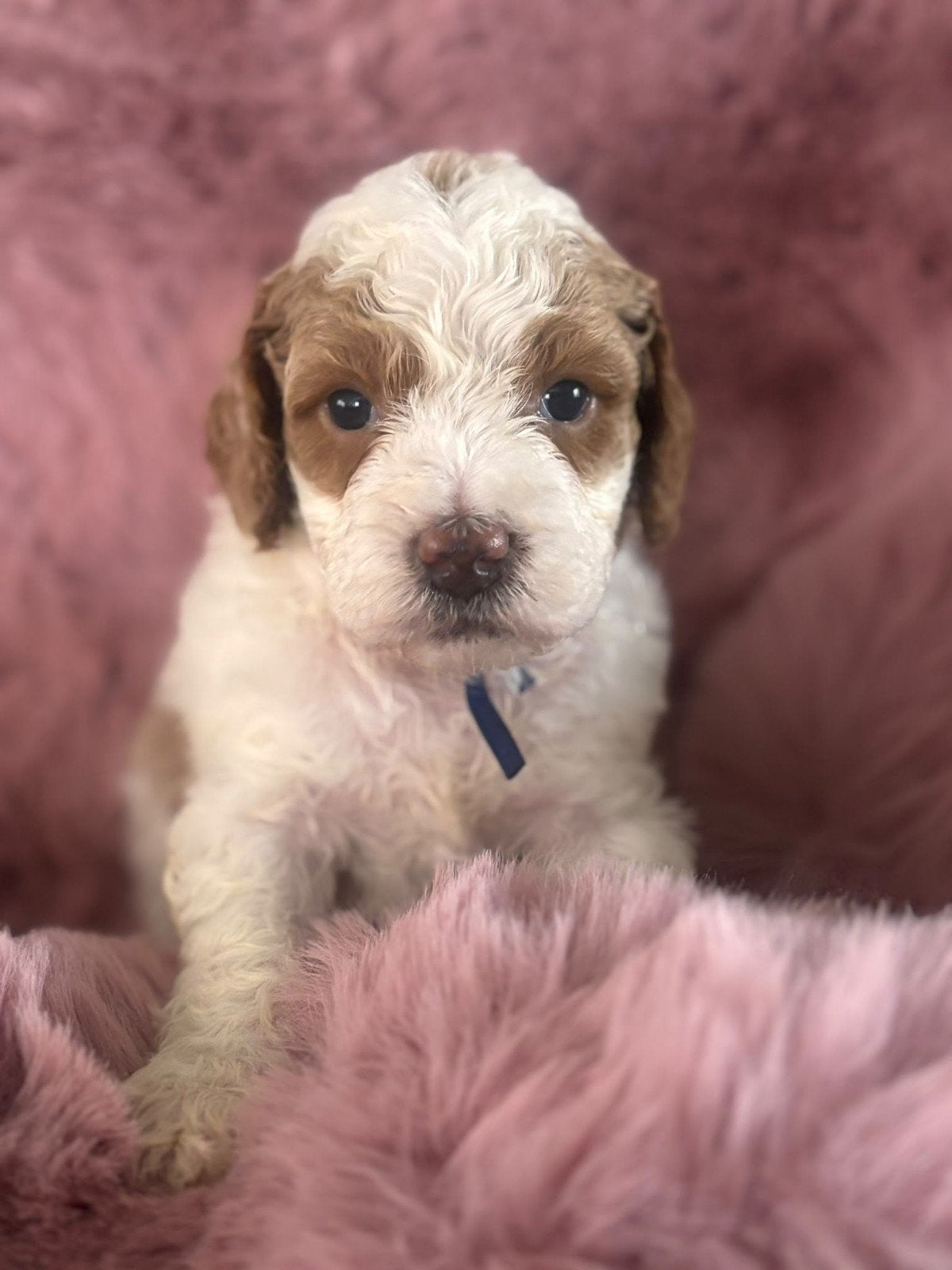 Australian labradoodle pups met stamboom, 8 tot 15 weken, Eén hond, Nederland, Fokker | Hobbymatig