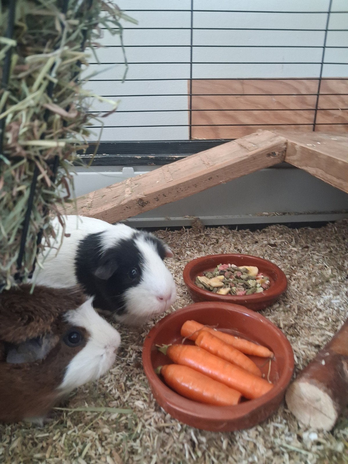 twee lieve cavia vrouwtjes incl. hok, Dieren en Toebehoren, Januari, Vrouwelijk, Cavia