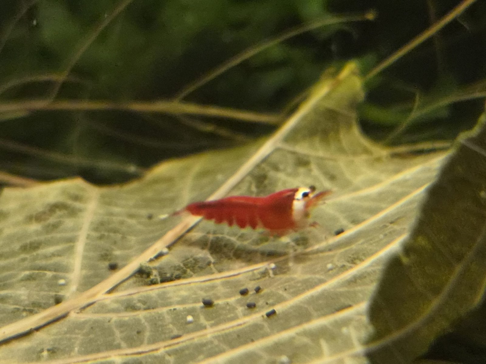 Red Santa rode garnalen met wit “gezichtje”, Caridina, Kreeft, Krab of Garnaal