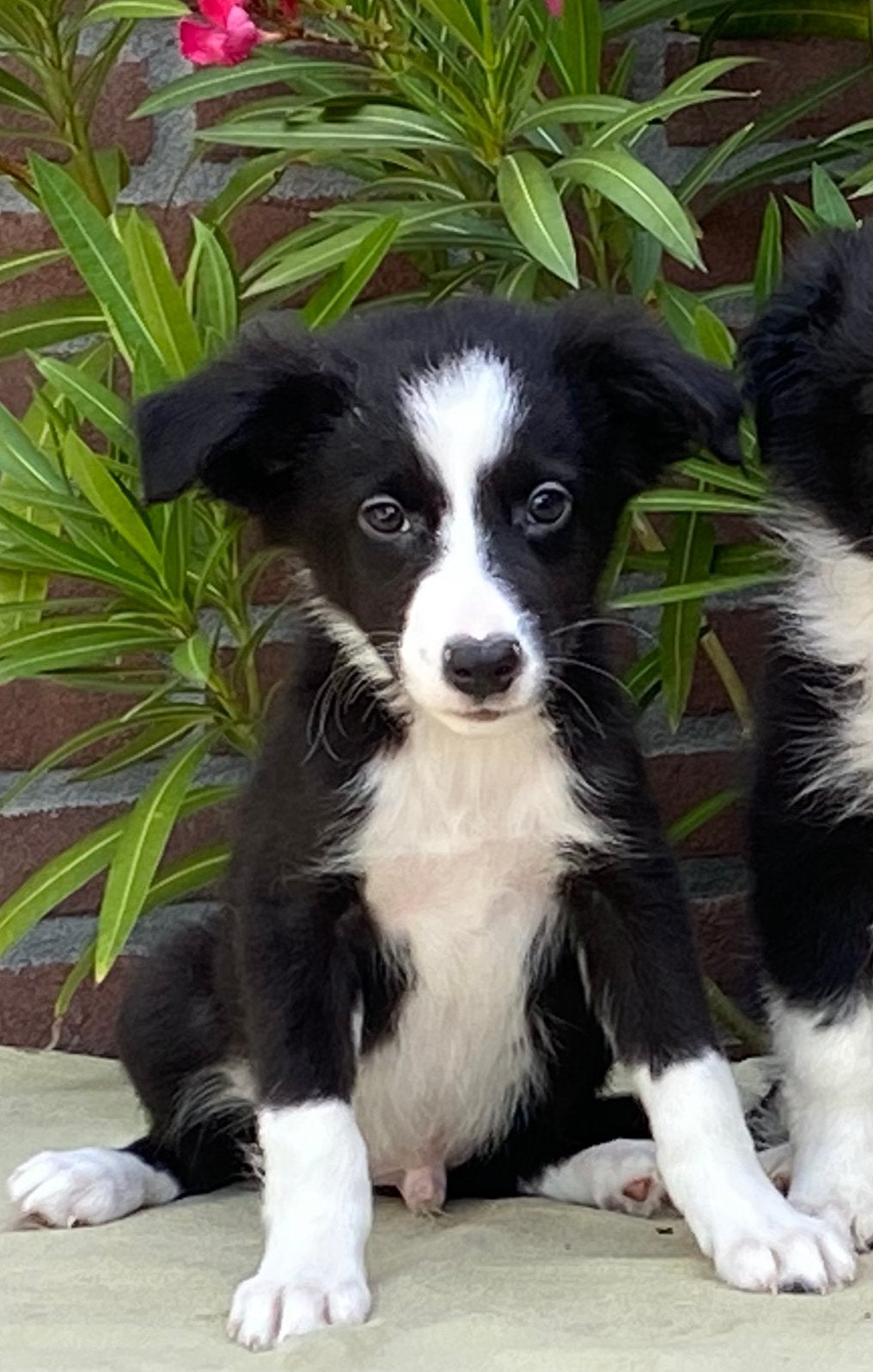 Wegens annulering BORDER COLLIE x FRIESE STABIJ pup - reutje