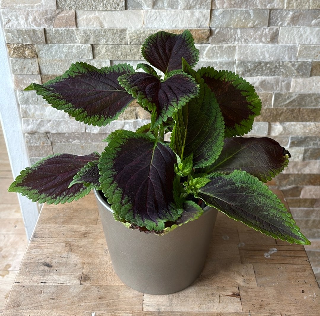 Siernetel in pot, Overige soorten, In pot, Minder dan 100 cm, Groene kamerplant