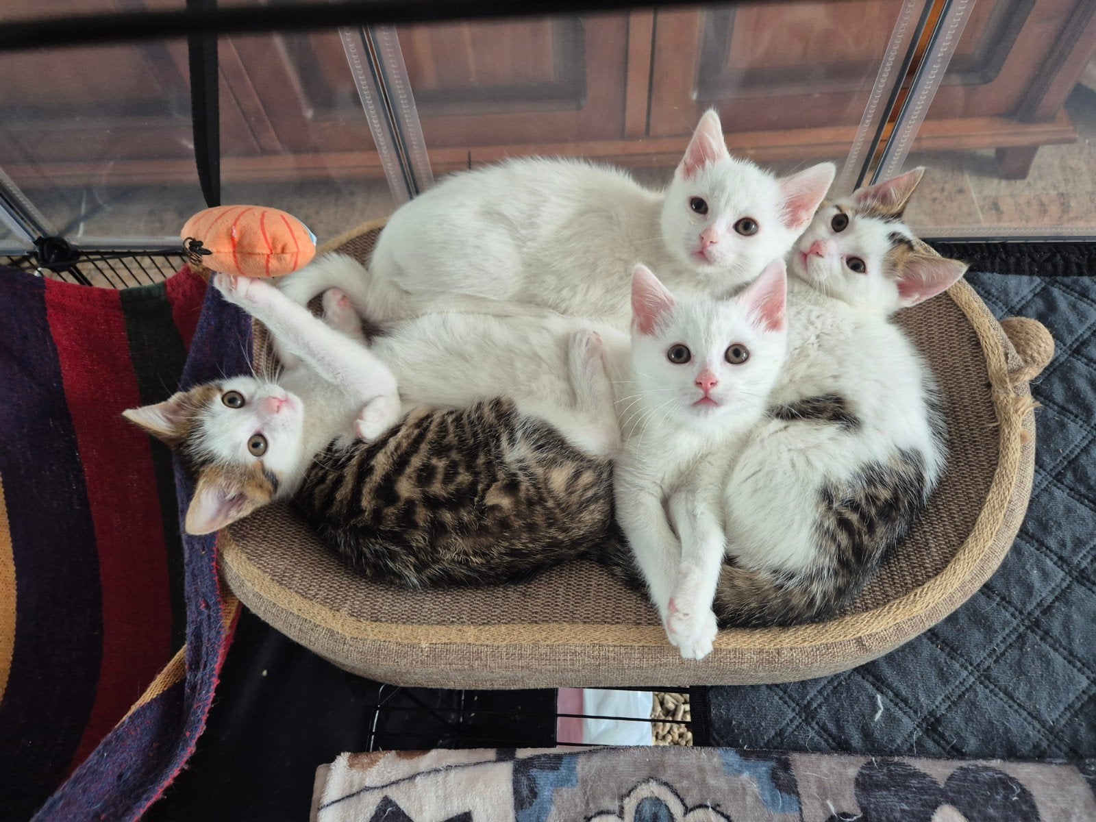 4 kittens te koop (2 volledig wit & 2 met spots), Meerdere dieren, Ontwormd, 0 tot 2 jaar