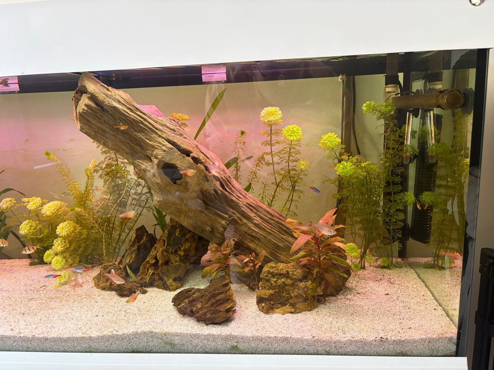 Aqaurium 250l, Ophalen, Gebruikt, Inclusief vissen, Leeg aquarium