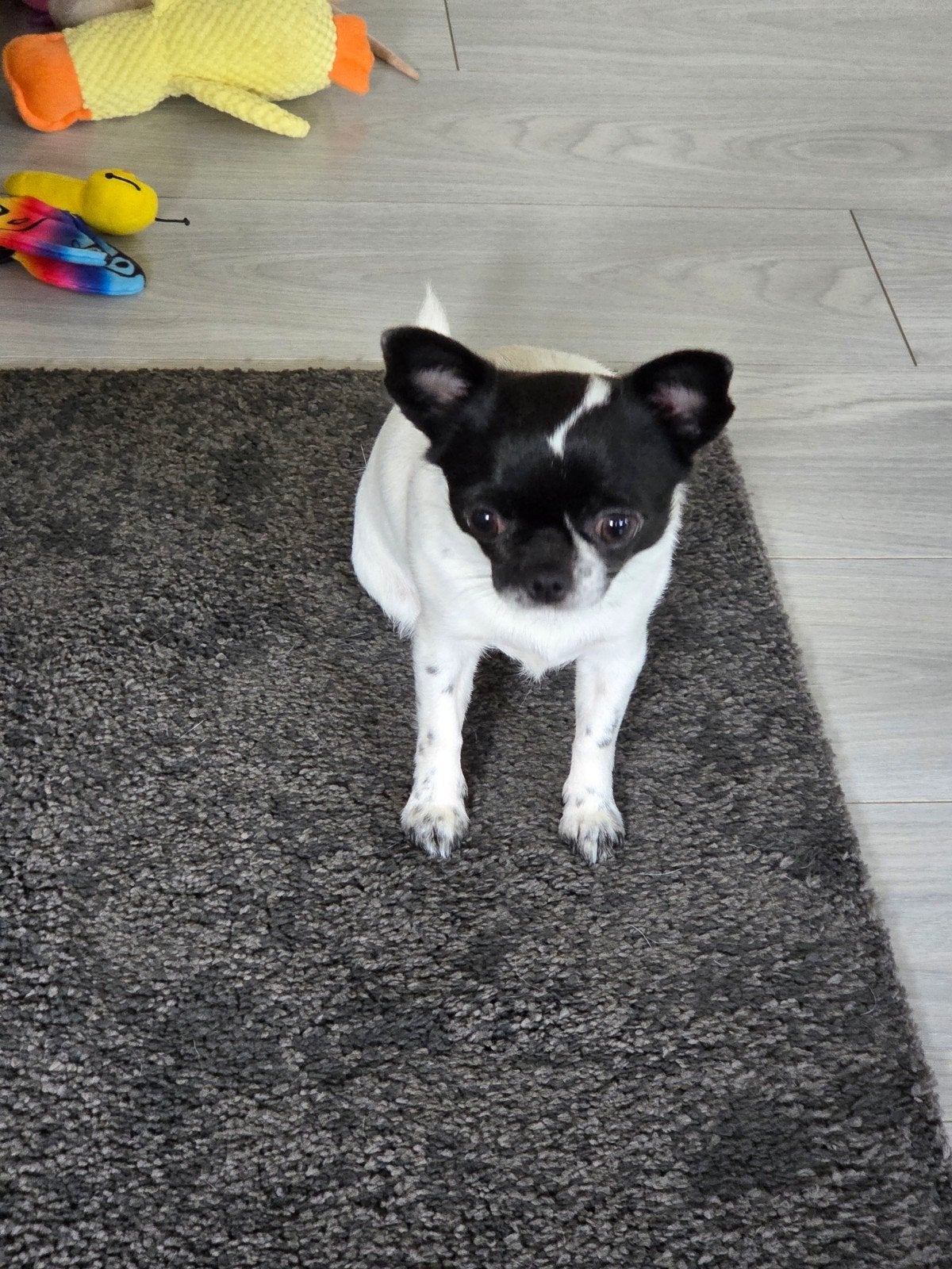 Klein chihuahua meisje, 1 tot 2 jaar, Teef, Parvo, Eén hond