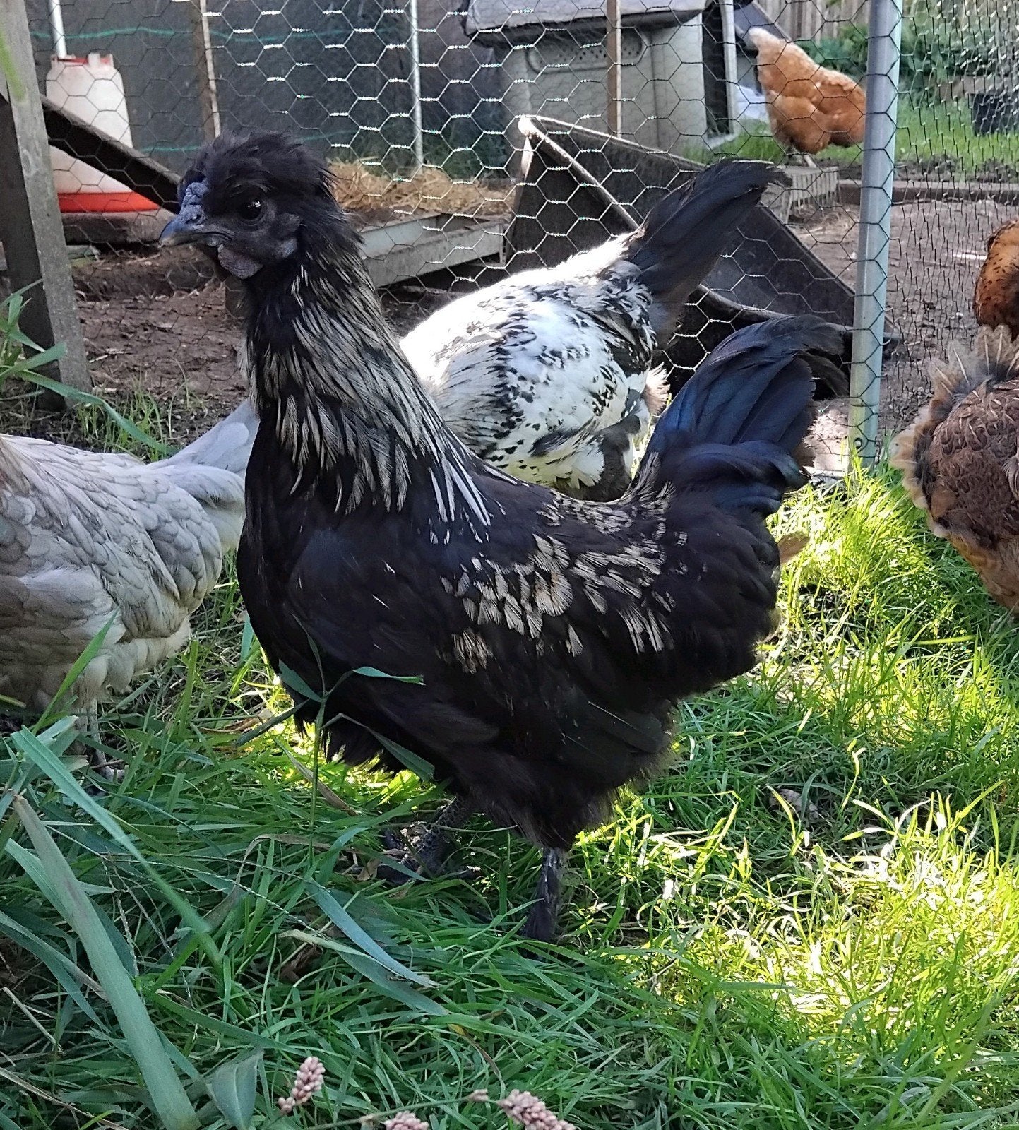 Gratis 3 hanen zijdehoen/krulveer, Dieren en Toebehoren, Mannelijk, Kip
