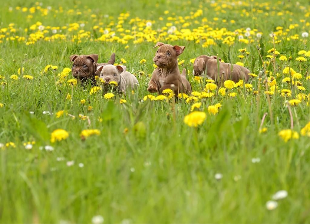 Tekoop 4 prachtige american bully  micro pups, Parvo, 8 tot 15 weken, Teef, Bulldog