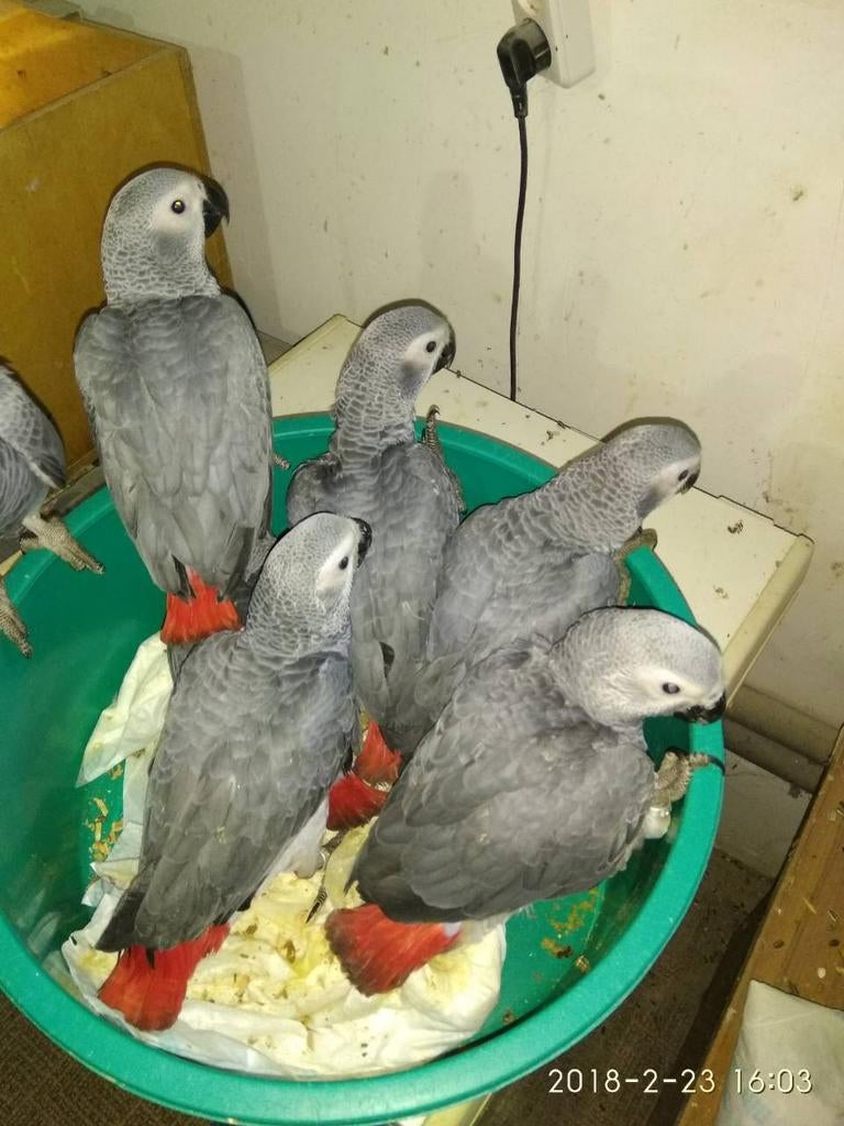 Grijze roodstaart Baby papegaai, Dieren en Toebehoren, Vogels | Parkieten en Papegaaien, Vrouwelijk, Papegaai
