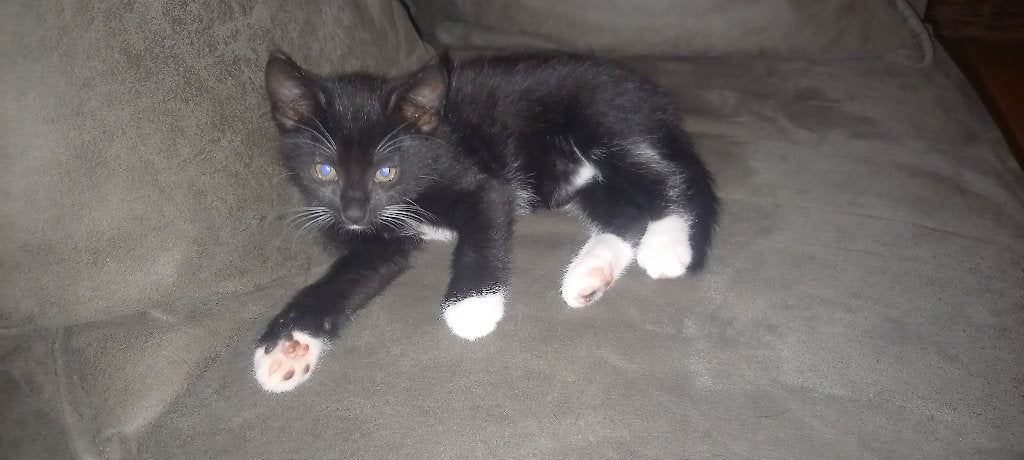 Zeer lieve kittens, Meerdere dieren, Kortharig, 0 tot 2 jaar