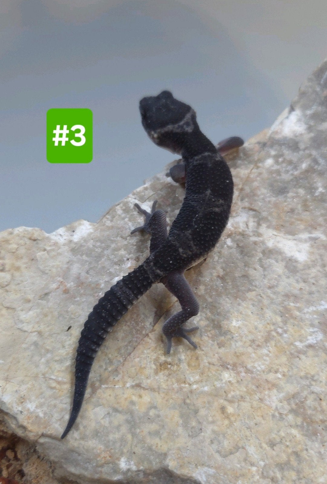 Luipaardgekko Leopard Gecko - unknown for sale from De Waterlelie BV
