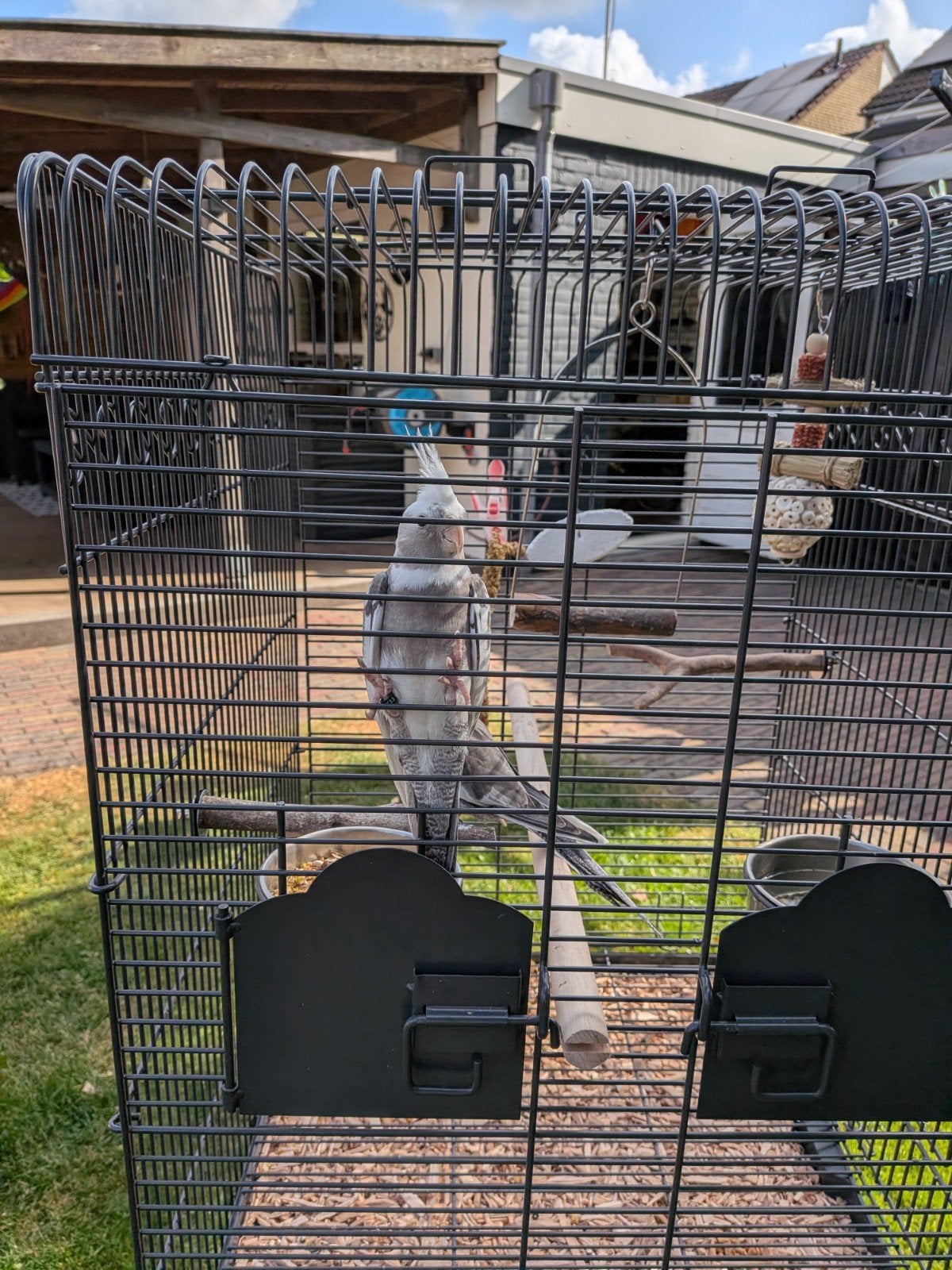2 jonge valparkieten incl. kooi en toebehoren, Dieren en Toebehoren, Vogels | Hokken en Kooien, Ophalen, Nieuw, Metaal, Vogelkooi