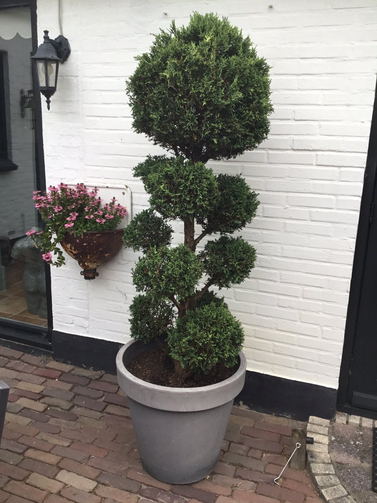 Mooie conifeer bollenboom in pot - 200 cm, Bloeit niet, Halfschaduw, 100 tot 250 cm, Ophalen