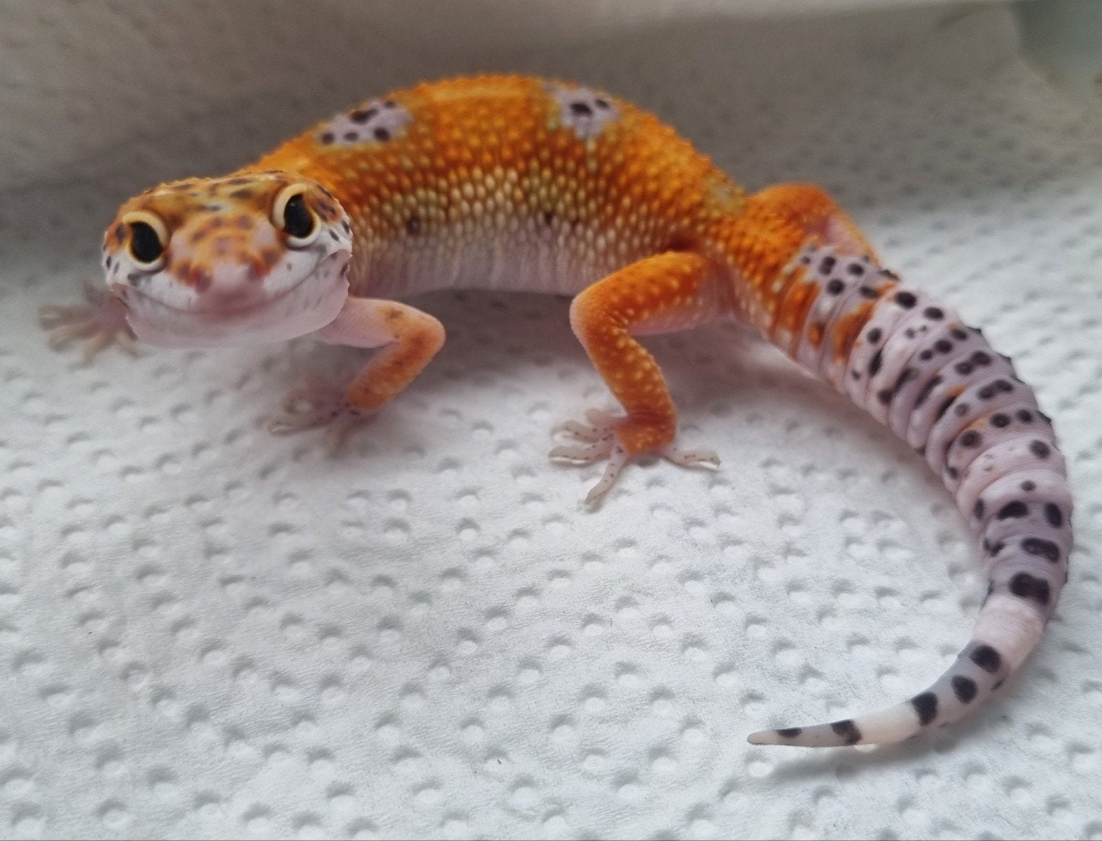 0.1 purple head x mandarin tremper luipaardgekko