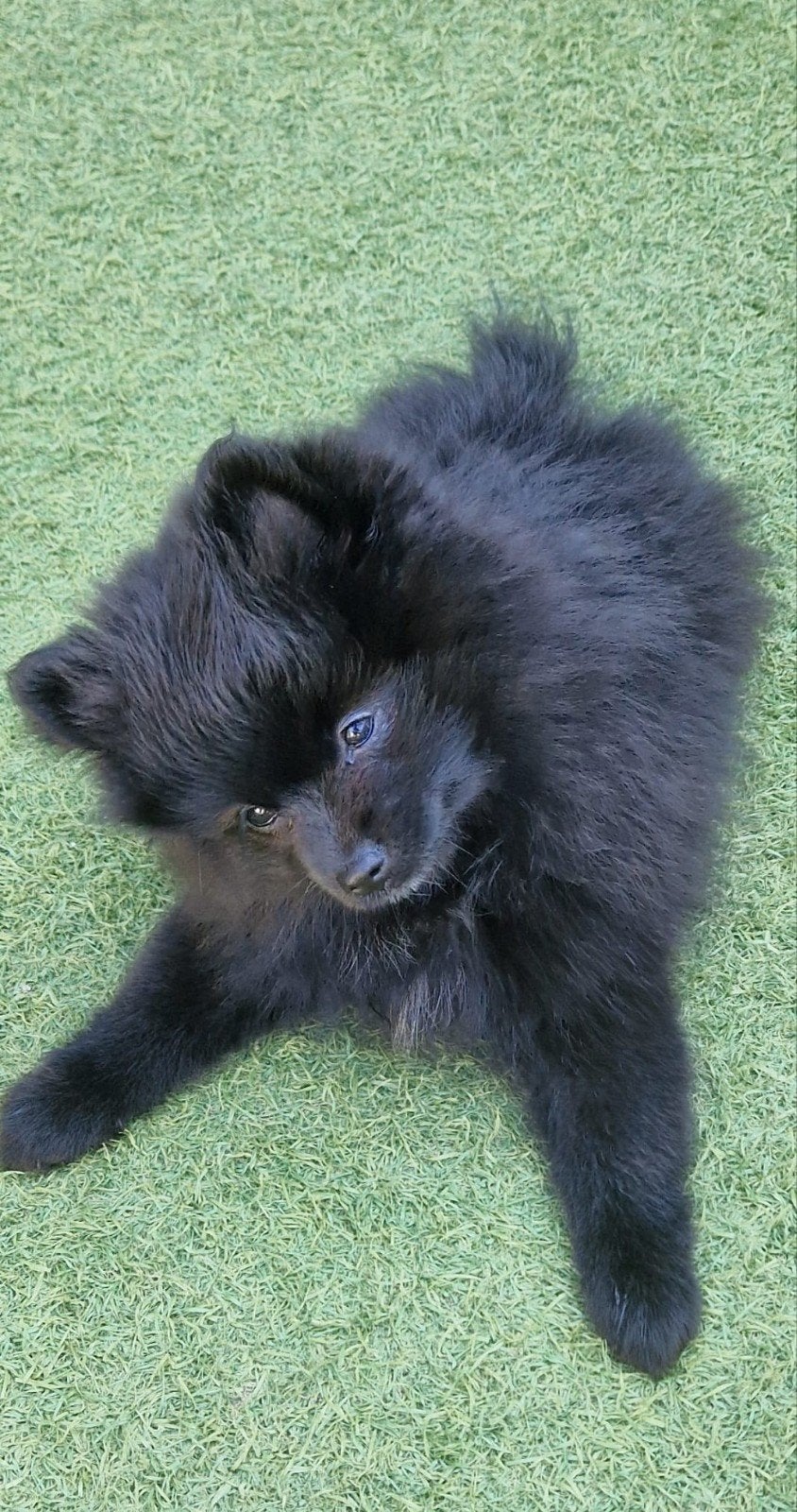 hondje, Ophalen, Nieuw