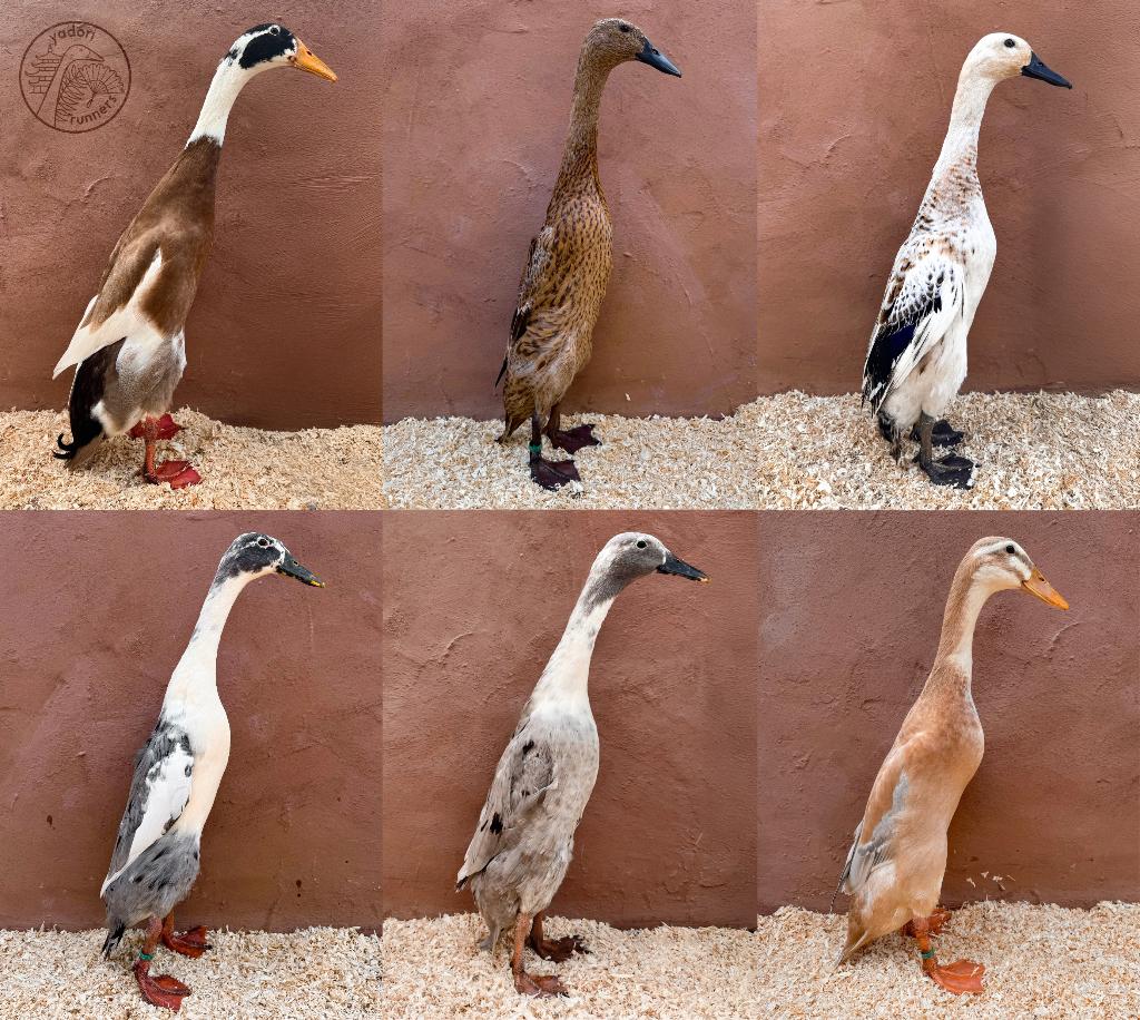 Raszuivere loopeend eieren beschikbaar, Dieren en Toebehoren, Pluimvee, Eend, Geslacht onbekend