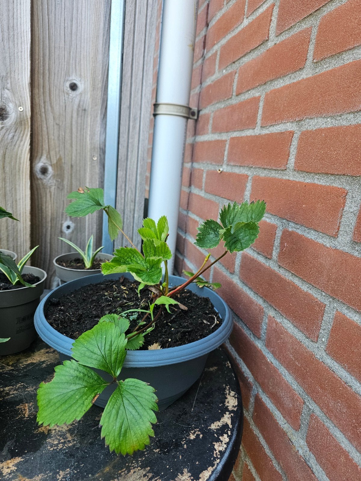 aardbeien plant met pot, Ophalen, Vaste plant, Overige soorten, Volle zon