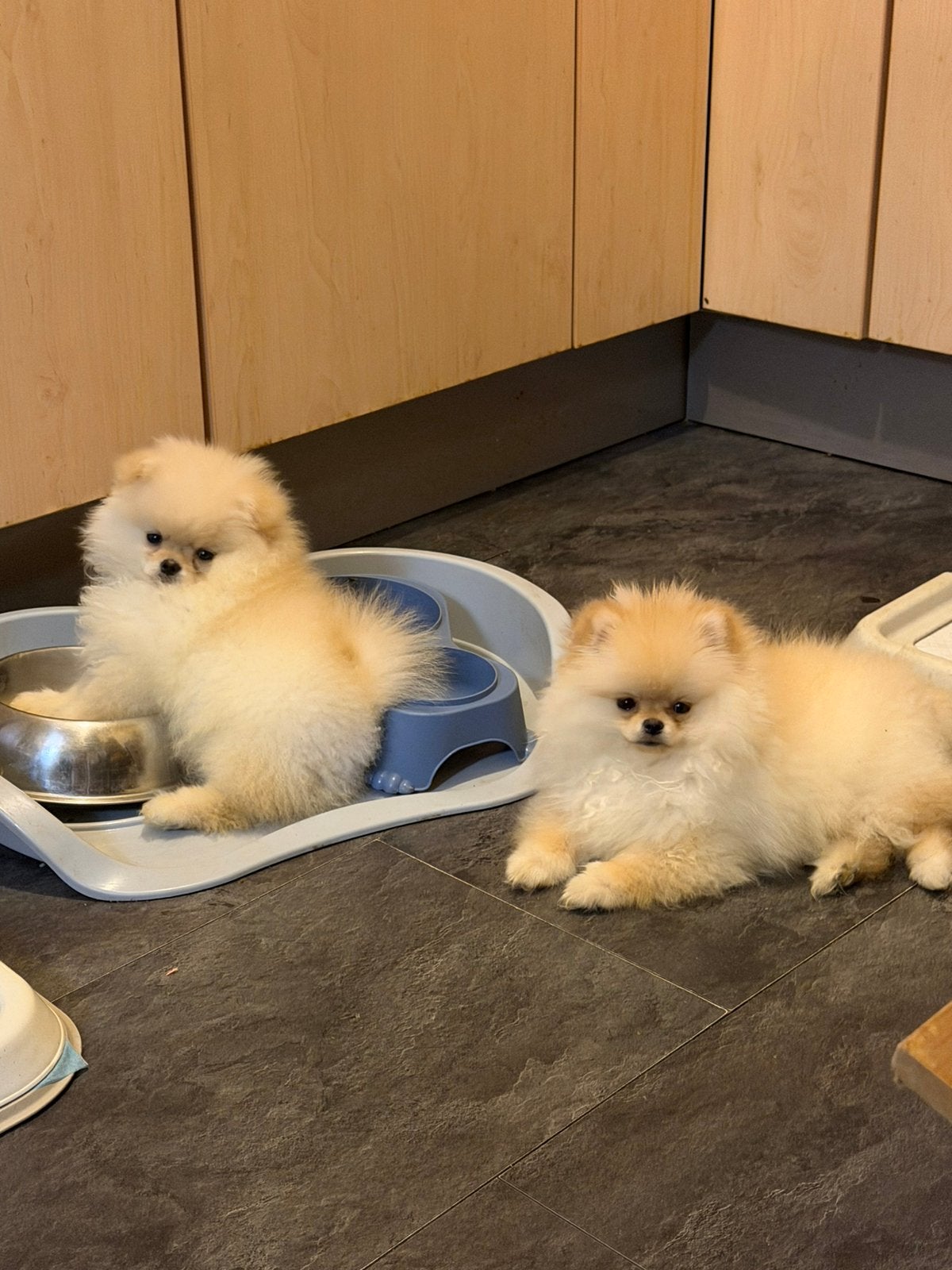 2 teacup pomeriaan  puppy 1 reu / 1teefje, 15 weken tot 1 jaar, Parvo, Meerdere, Nederland