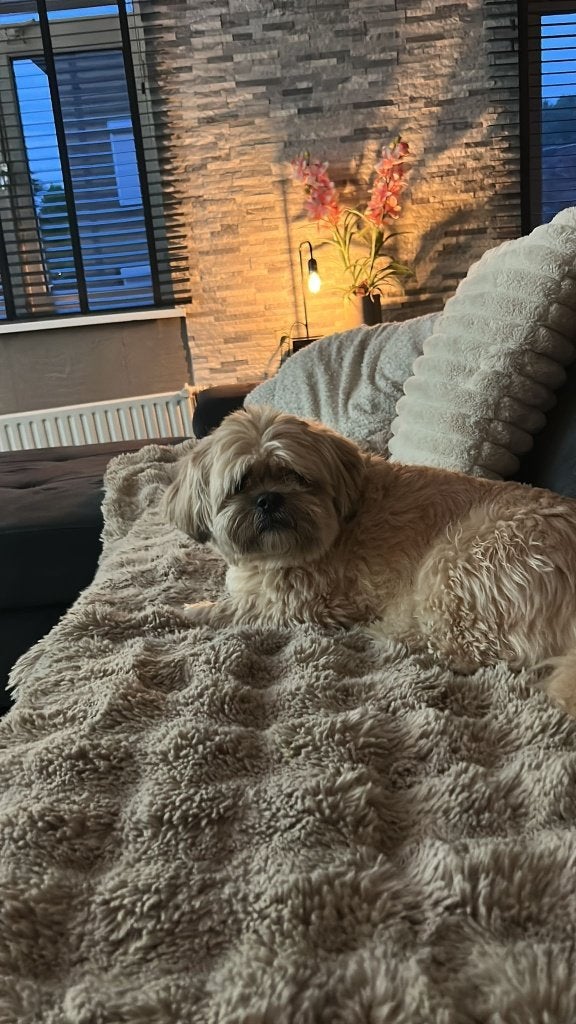 Shih Tzu, 6 jaar of ouder, Parvo, Eén hond, Nederland