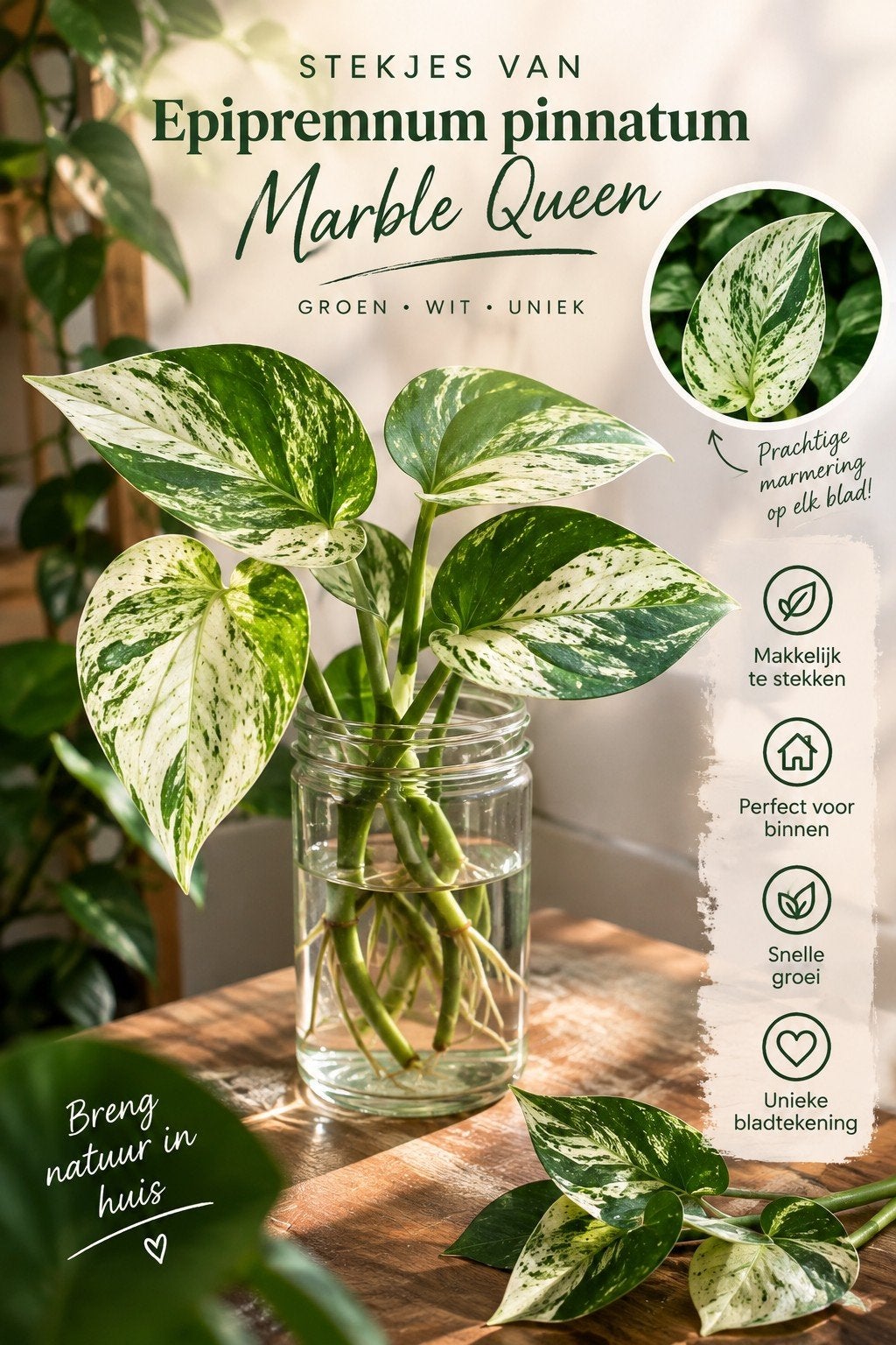 Epipremnum pinnatum marble queen stekken, Verzenden, Halfschaduw, Minder dan 100 cm