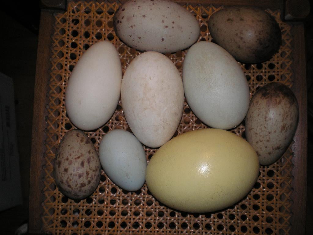 uitgeblazen eieren, Ophalen of Verzenden, Nieuw, Vogel, Overige typen