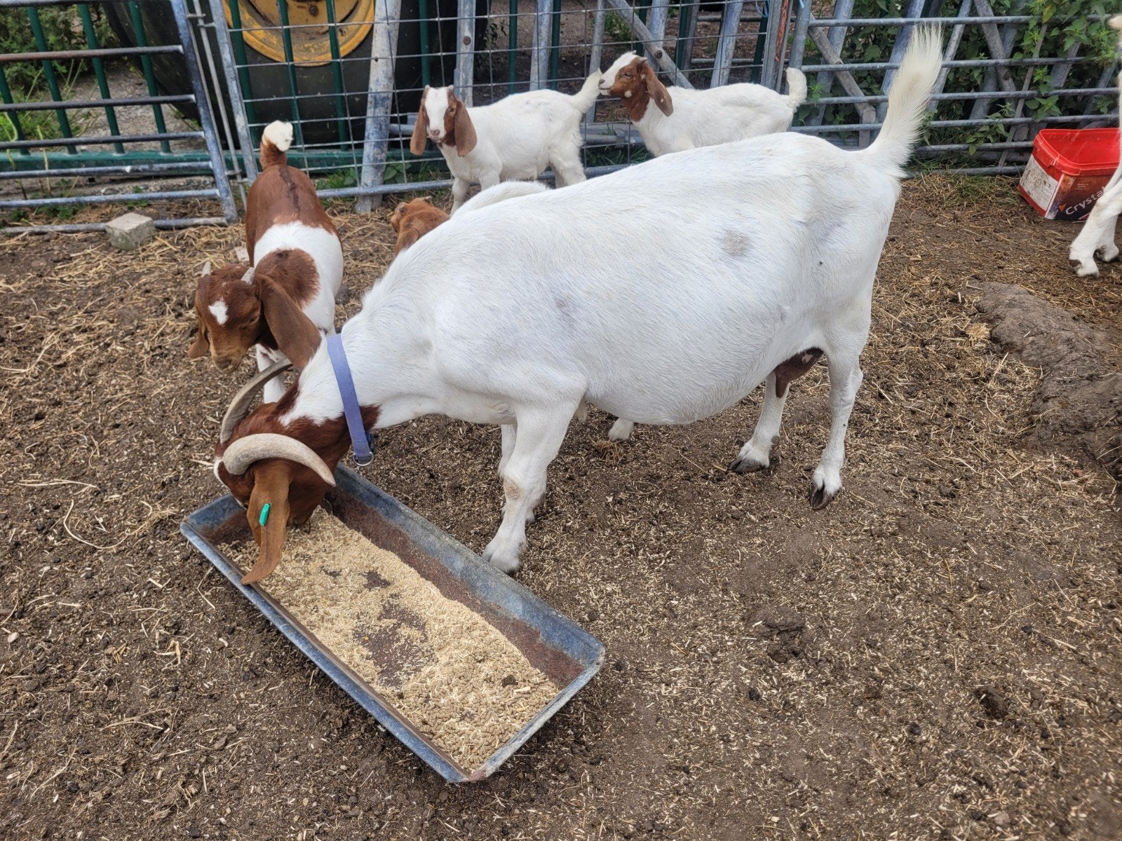 koppeltje raszuivere boergeiten zeer mak, Dieren en Toebehoren, Meerdere dieren, Geit, 0 tot 2 jaar