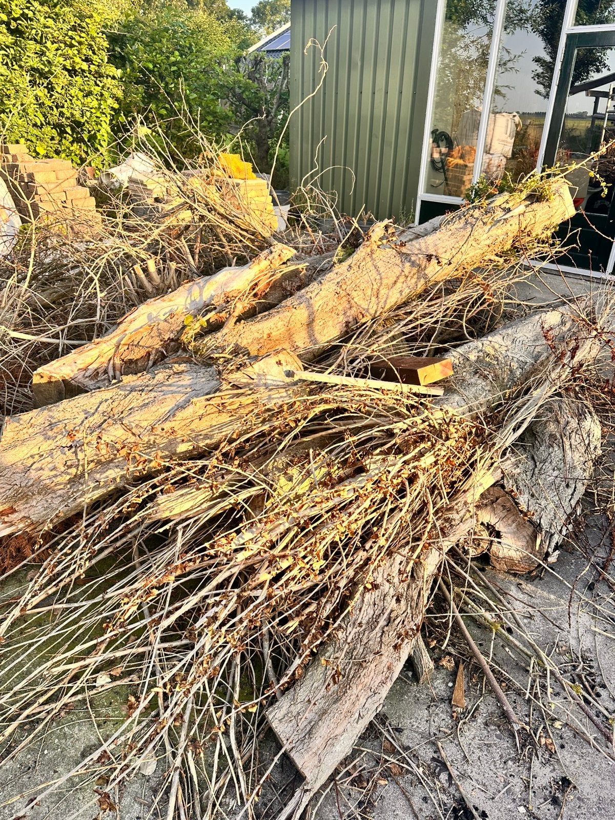 Wilgen hout, Ophalen of Verzenden, Overige soorten, Halfschaduw