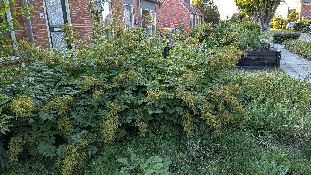 Geitenbaard (volgens Google lens) MOET NU WEG, Volle zon, Vaste plant, Zomer, Ophalen