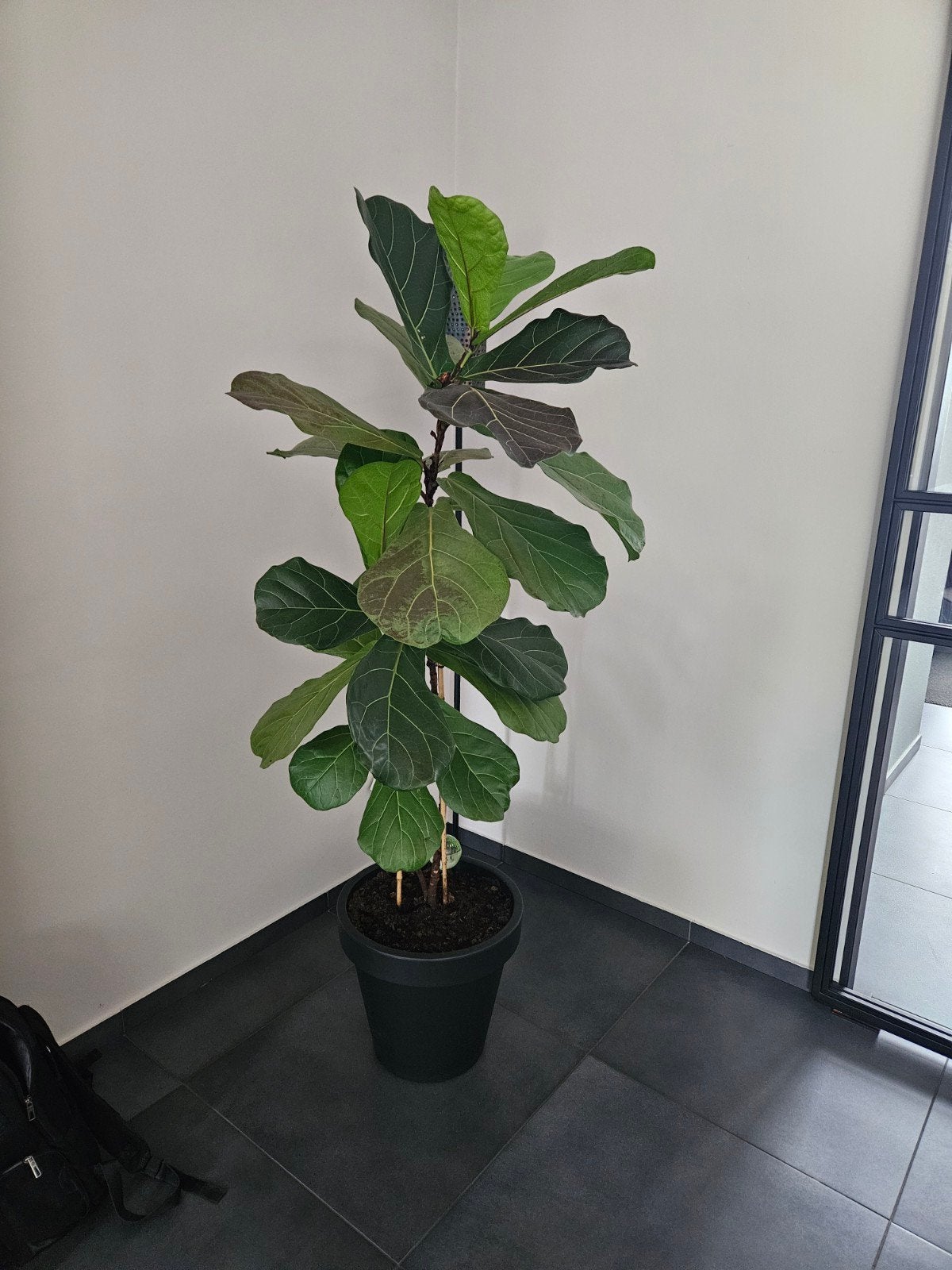 Grote Ficus Lyrata (Tabaksplant) in pot, Ophalen, Ficus, Halfschaduw, In pot