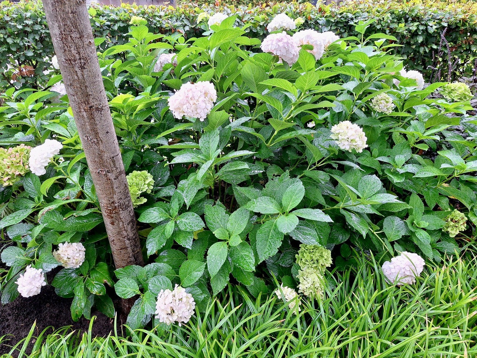 Hortensia kleur wit, Tuin en Terras, Vaste plant, Halfschaduw, Zomer, Ophalen