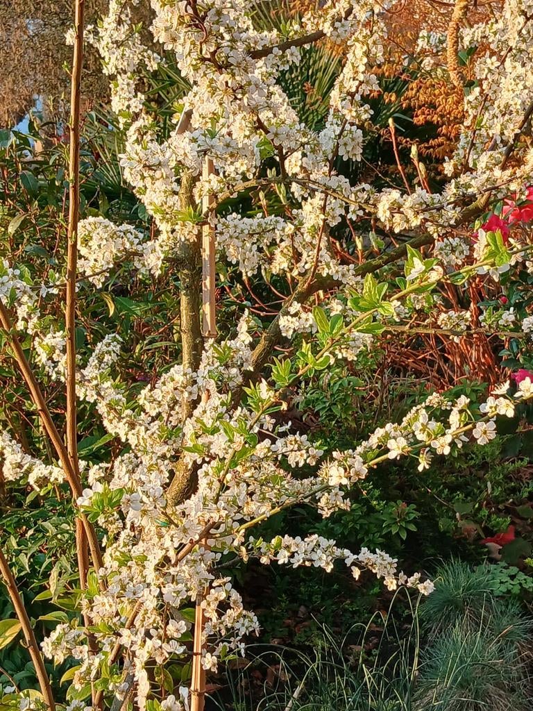 Golden Japan pruimenboom, ecologisch geteeld, Tuin en Terras, Ophalen of Verzenden, Lente