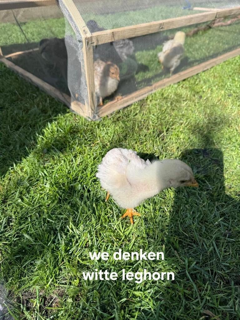 3 hanen, Dieren en Toebehoren, Pluimvee, Mannelijk, Kip