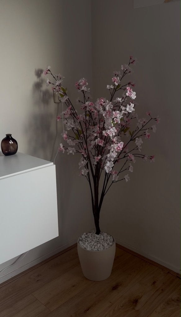 Cherry blossom nep plant, Ophalen, In pot, Halfschaduw, Minder dan 100 cm