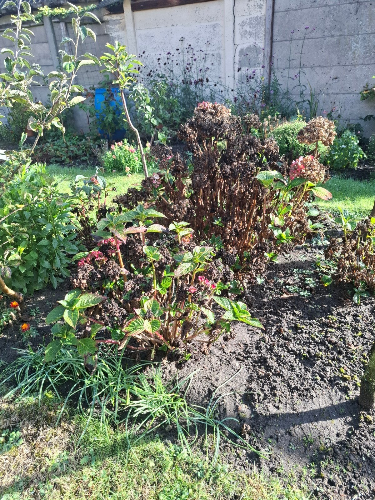 Hortensia 5 stuks, Vaste plant, Halfschaduw, Zomer, Ophalen