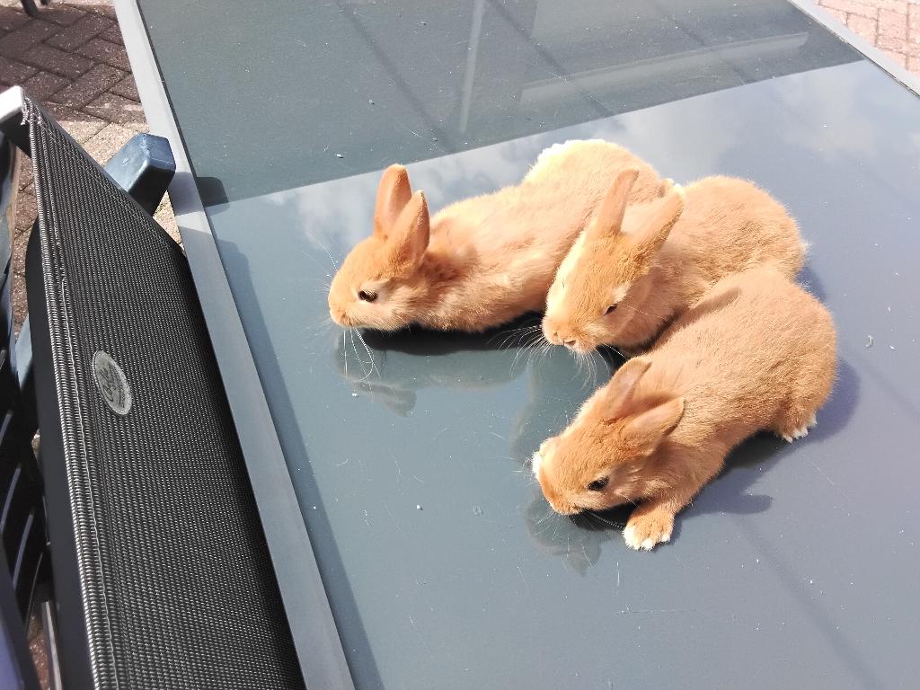 Jonge kleurdwerg konijntjes, Dieren en Toebehoren, Konijnen, Meerdere dieren, Klein