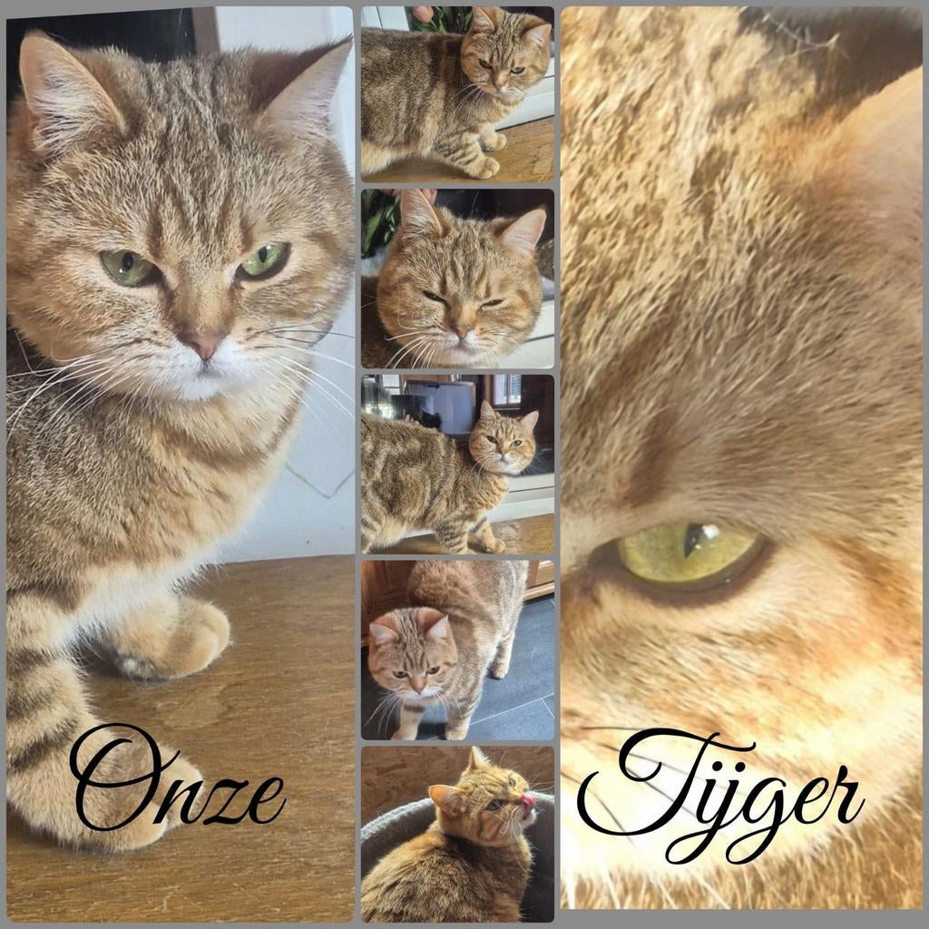 Chocolade golden blotched tabby britse korthaar poes, Dieren en Toebehoren, Poes, Met stamboom, 0 tot 2 jaar