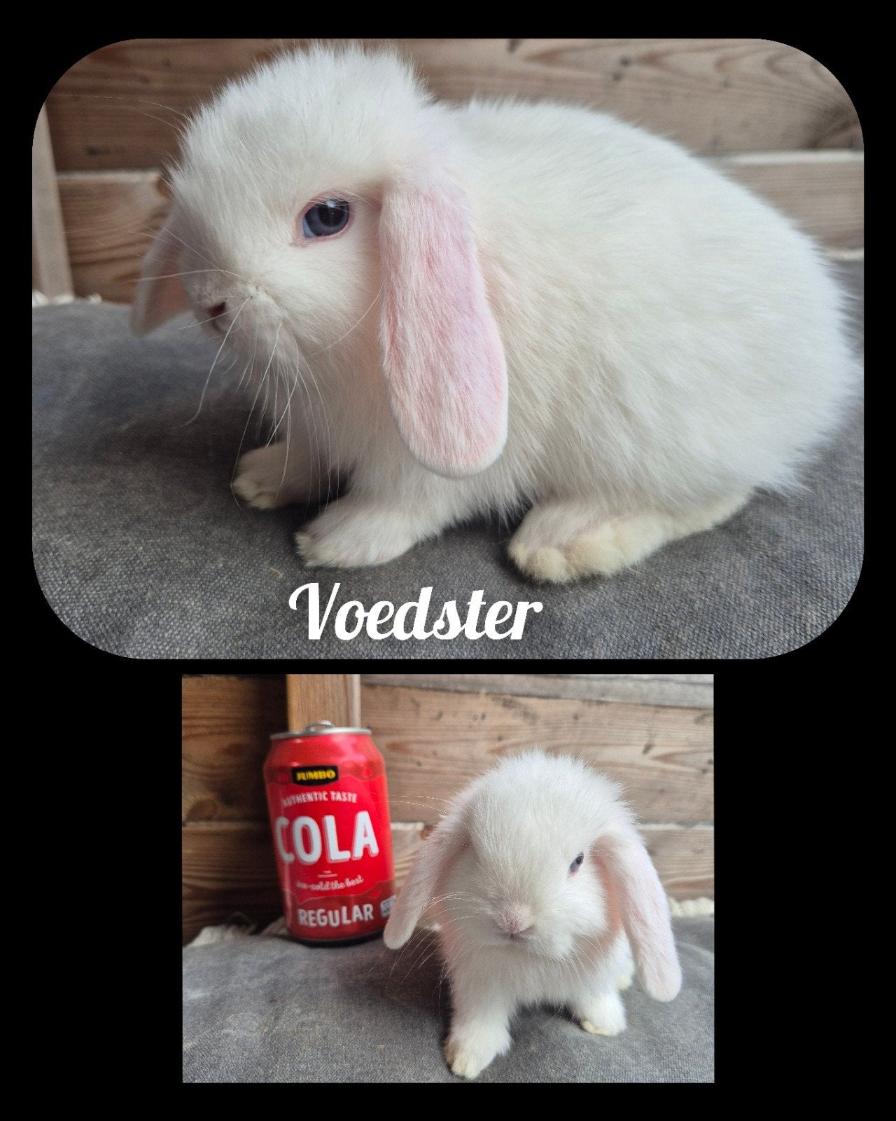 Superlief jong NHD konijntje. Blauwoog., Vrouwelijk, Dwerg, Hangoor, 0 tot 2 jaar