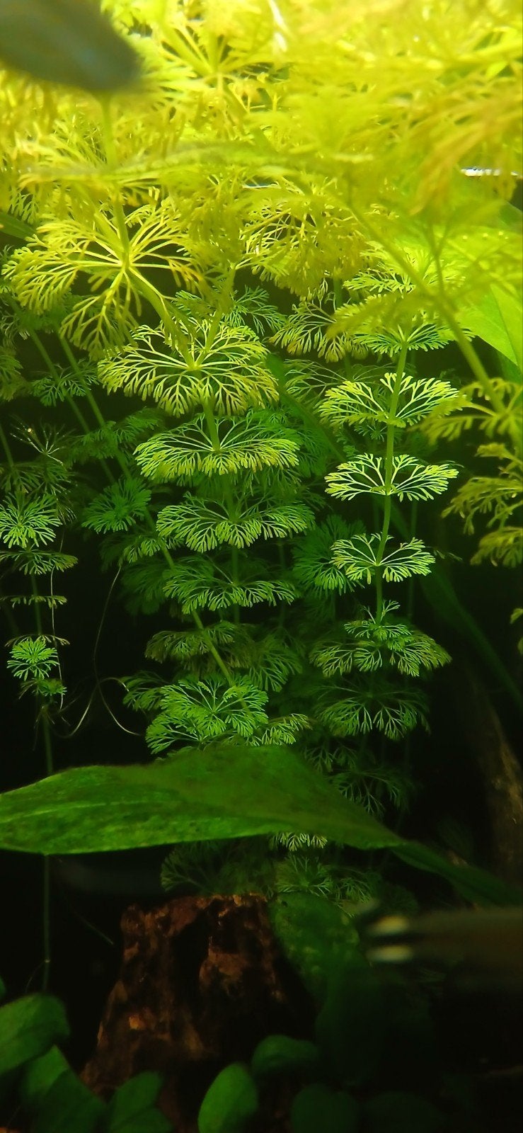 Limnophila sessiliflora, Dieren en Toebehoren, Ophalen of Verzenden, Nieuw, Plant(en), Steen of Hout