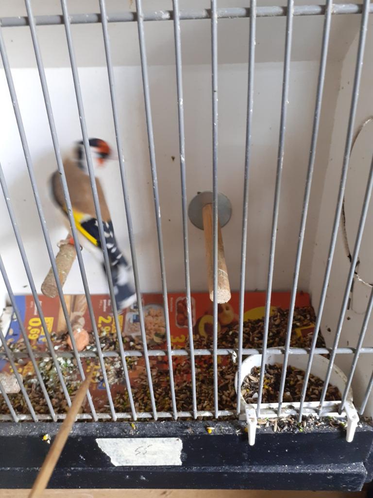 Koppel onverwante majoor putters, Dieren en Toebehoren, Meerdere dieren, Wildzangvogel