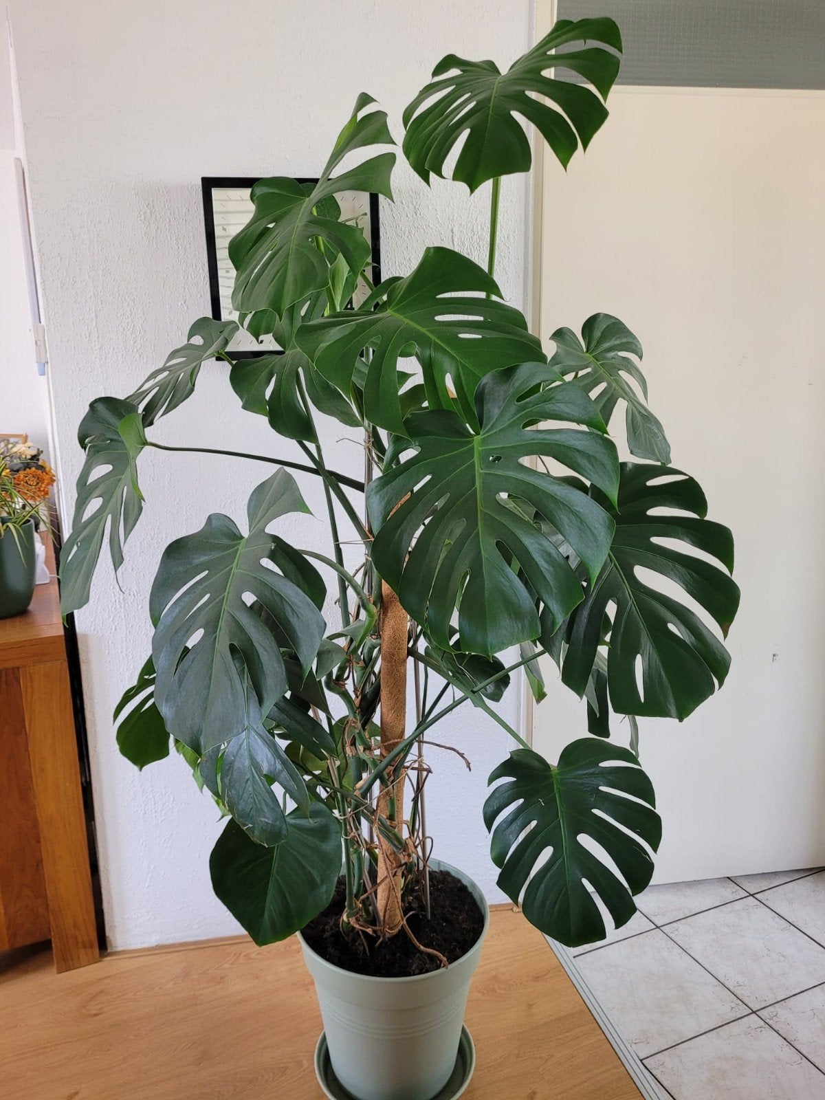 Grote Monstera Deliciosa - ca. 2 meter hoog, Ophalen, 200 cm of meer, Palm, Halfschaduw