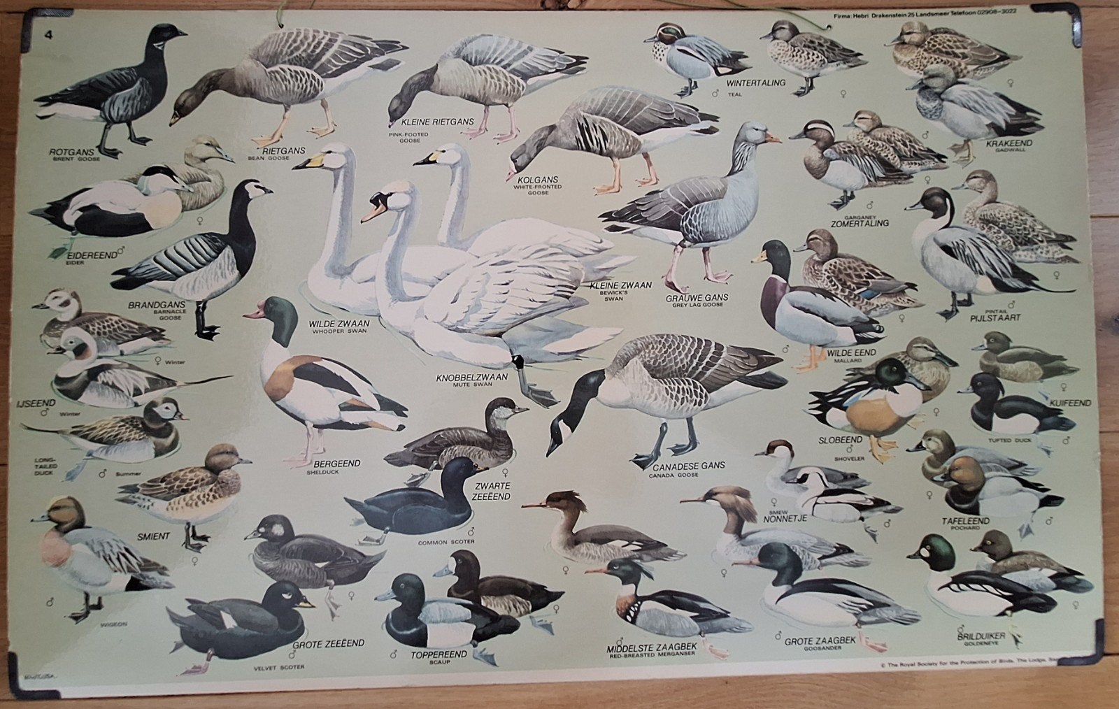 Schoolplaat van eenden, ganzen en zwanen., Ophalen, Natuur en Biologie