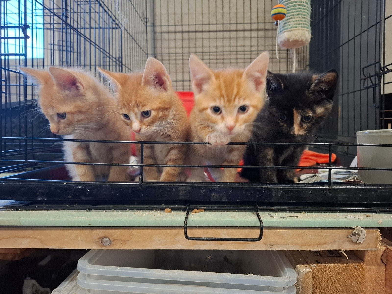 4 allerliefste kittens, Dieren en Toebehoren, Meerdere dieren, Kortharig, 0 tot 2 jaar